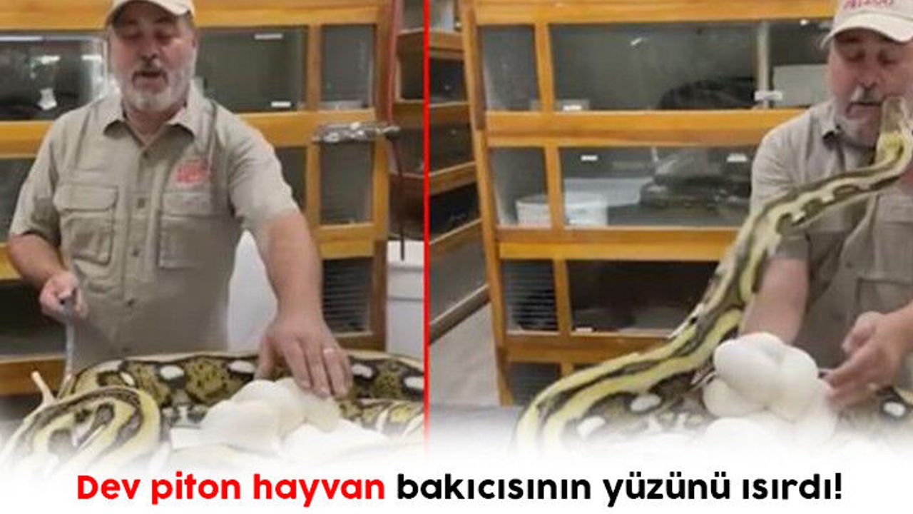 Dev piton hayvan bakıcısının yüzünü ısırdı! 