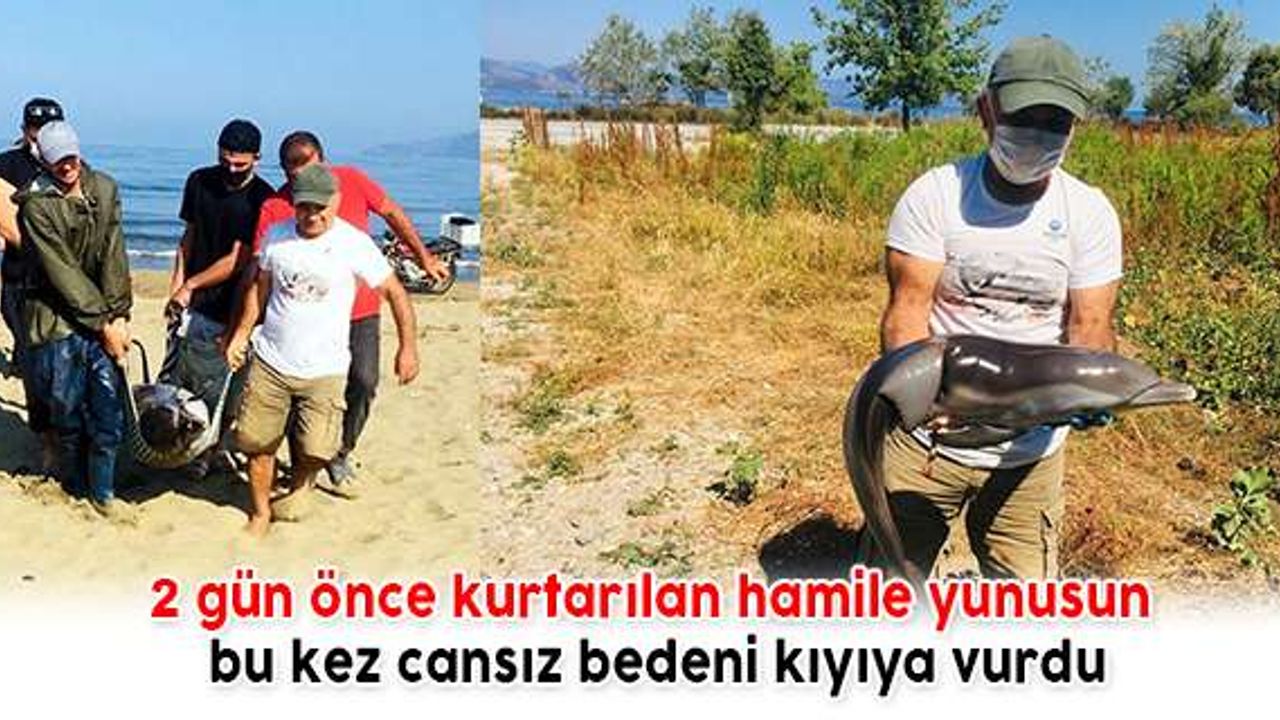 2 gün önce kurtarılan hamile yunusun bu kez cansız bedeni kıyıya vurdu
