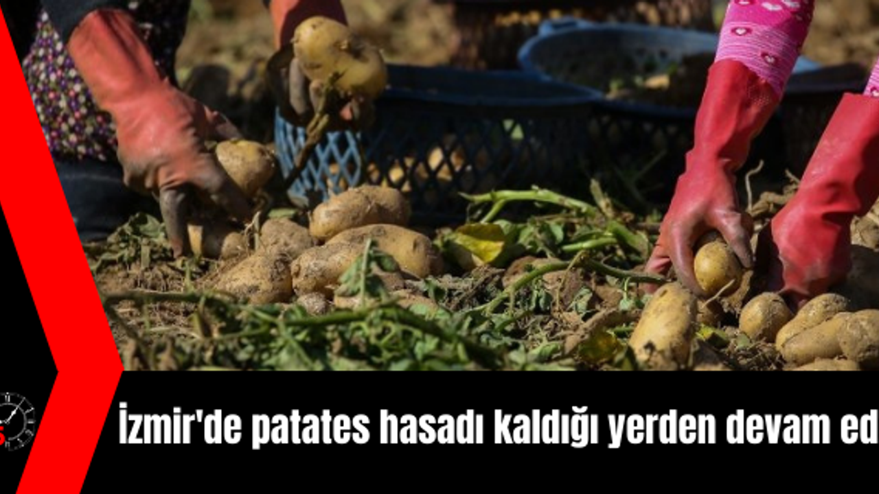 İzmir'de patates hasadı kaldığı yerden devam edecek