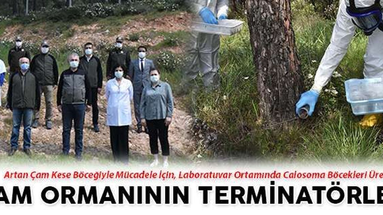 Çam Ormanının Terminatörleri
