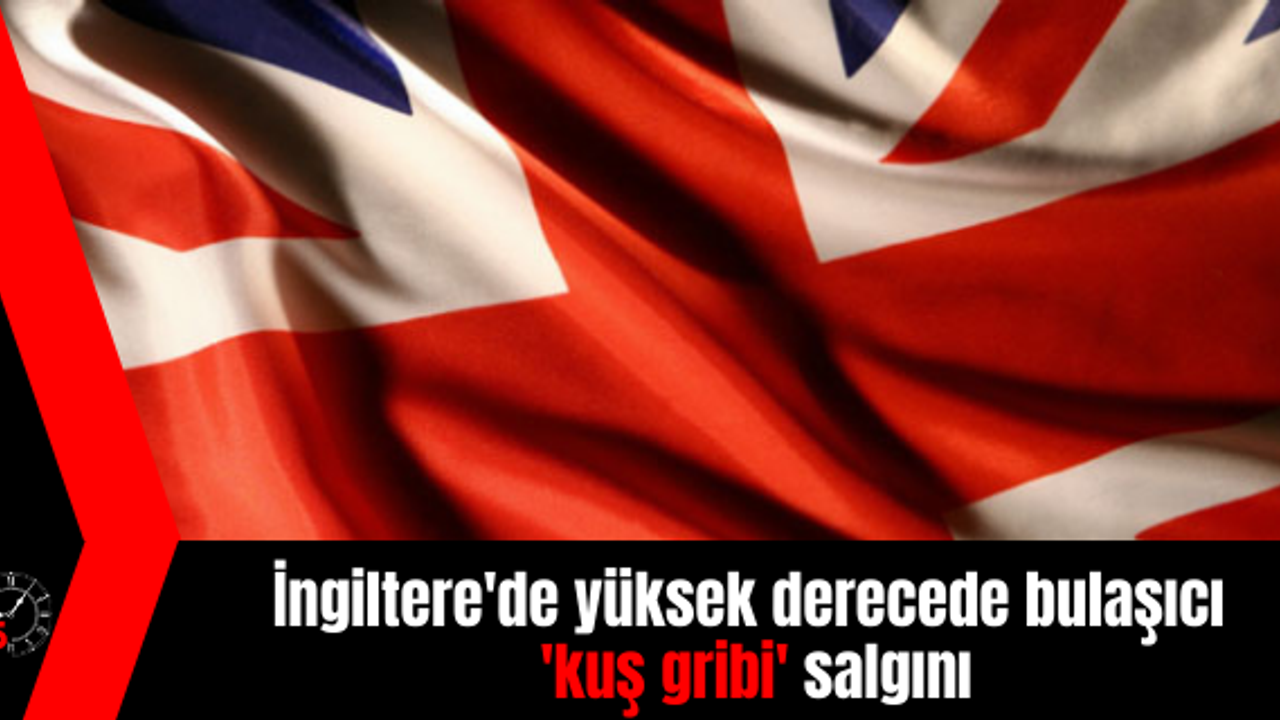 İngiltere'de yüksek derecede bulaşıcı 'kuş gribi' salgını