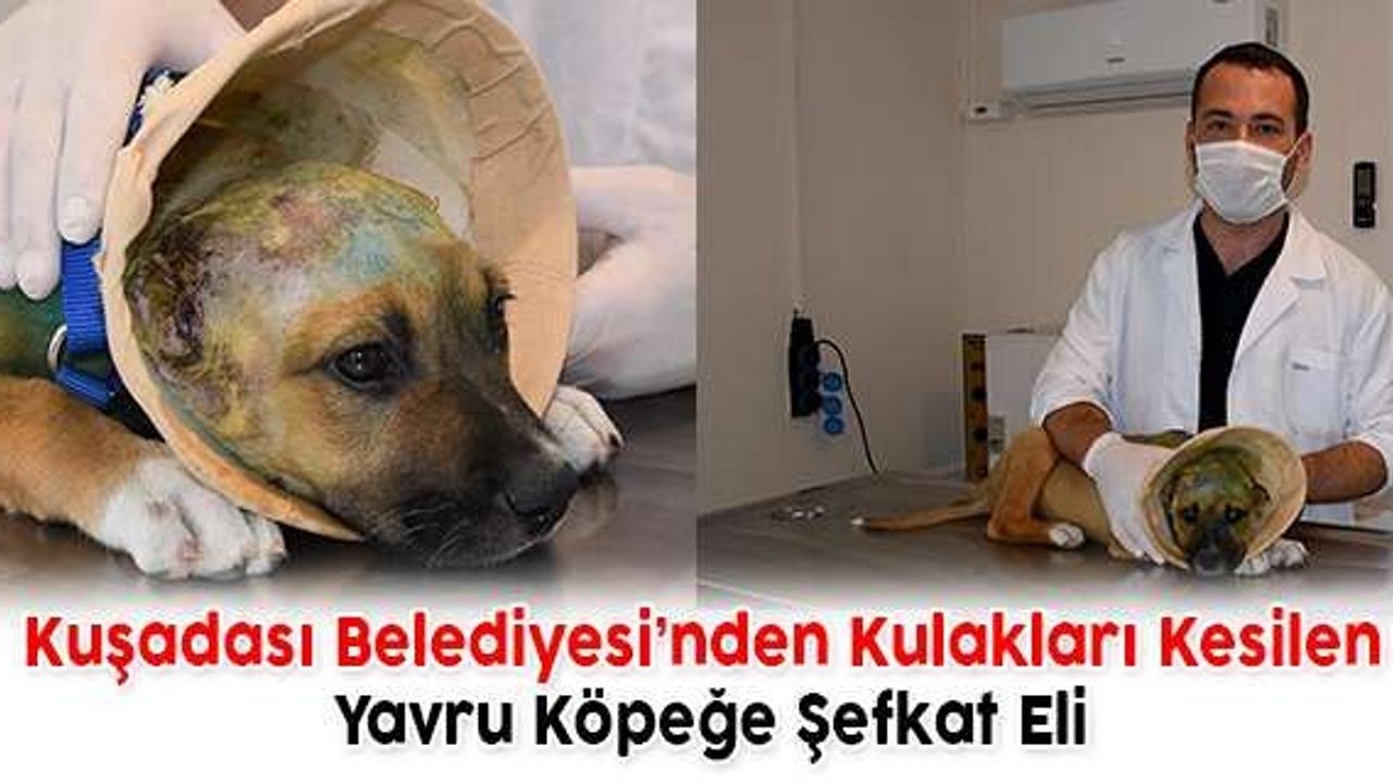 Kulakları Kesilen Yavru Köpeğe Şefkat Eli