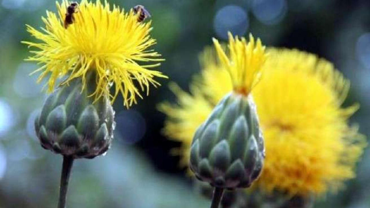 Kuşadası'nda 17 kök 'tülüşah' korumaya alındı