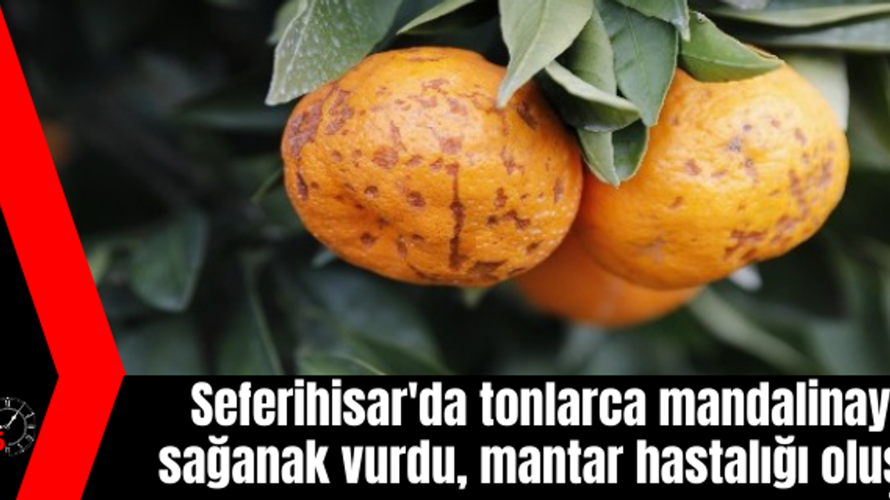 Seferihisar'da tonlarca mandalinayı sağanak vurdu, mantar hastalığı oluştu