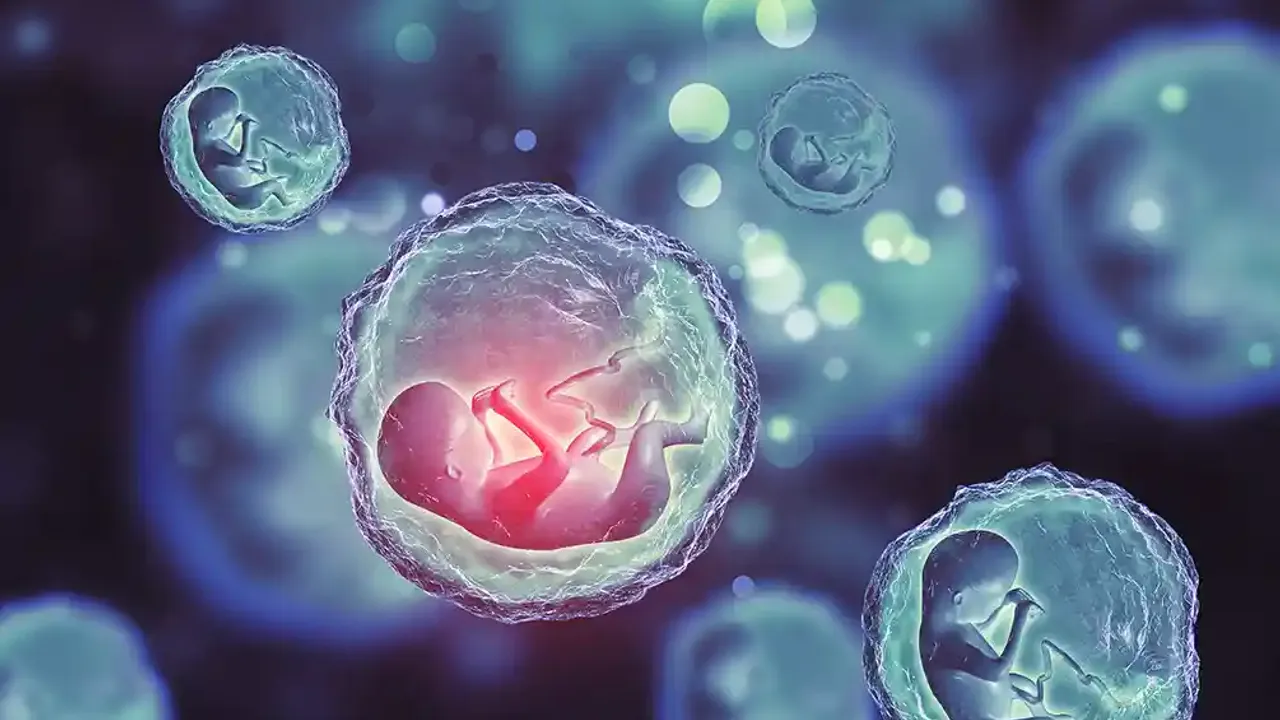 Sperm ve yumurta kullanmadan insan embriyosu geliştirildi