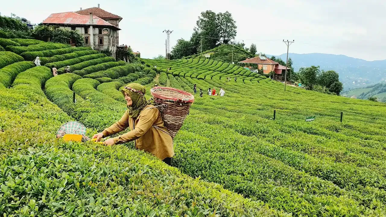Çay üreticilerine 1 milyar 763 milyon liralık destek!
