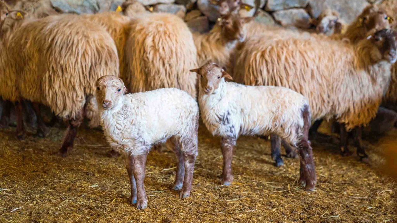 Kaçeli koyunlarının ilk yavruları Olivelo'da gözlerini açtı