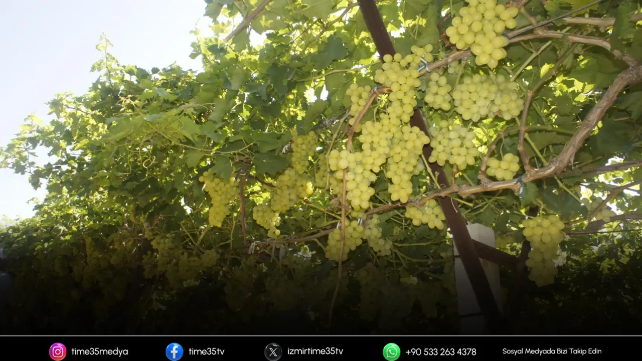 Superior Seedless üzümü ihracat yolculuğuna başladı