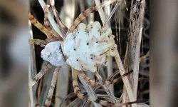 ‘Argiope lobata’ bu kez Sivas'ta ortaya çıktı