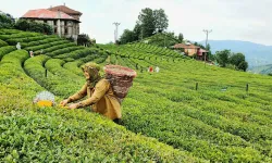 Çay üreticilerine 1 milyar 763 milyon liralık destek!