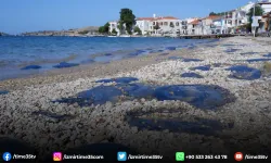 Foça plajlarında denizanası istilası