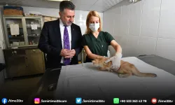Bayraklı’da son 4,5 yılda 20 bin sokak hayvanına sağlık hizmeti