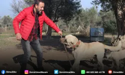 Köpek saldırıları için uzmanı uyardı