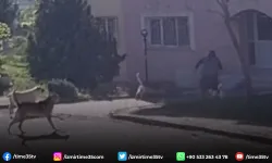 Edirne'de Başıboş köpek dehşeti kamerada