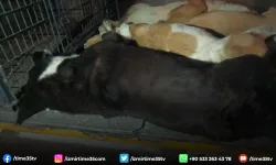 İzmir’de 10 köpek zehirlenerek öldürüldü