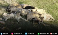 Ankara'da 15 köpek ölü bulundu