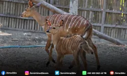 İzmir Doğal Yaşam Parkı’nın en yeni üyesi