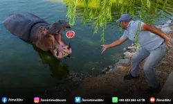 İzmirli çiftçi tarlada kalan karpuzunu hayvanlara bağışladı