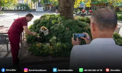 İzmir’de sahipsiz köpeklerin sayımı başladı