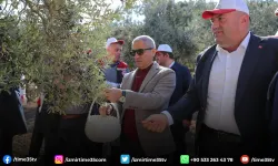 Aliağa'da 3. Zeytin Hasat Şenliği düzenlendi