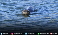 Tedavisi tamamlanan Akdeniz foku mavi sularla buluştu