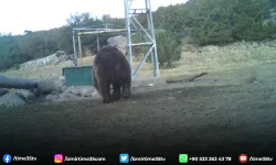 Manisa'da ilk kez boz ayı görüntülendi