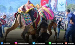 Pehlivan develer Torbalı Arenası’na inecek