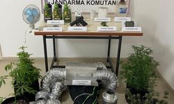 Jandarmadan evinde uyuşturucu yetiştiren şahsa operasyon