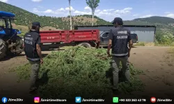 Balıkesir'de kenevir bahçesine operasyon