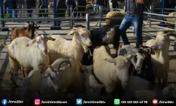 Balıkesir'de şap alarmı: 15 mahalle karantinaya alındı