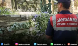 Bu çiçeği koparmanın cezası 557 bin TL
