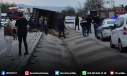 Devrilen kamyonda 53 koyun telef oldu