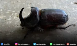 Dünyanın en güçlü böceği Manisa’da bulundu