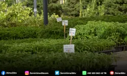 Efes Tarlası Yaşam Köyü’nde üretim devam ediyor