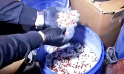İstanbul’da 15 ton bonzai ham maddesi ele geçirildi