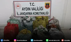 İzinsiz zeytin toplayan 11 şüpheli yakalandı
