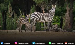 İzmir Doğal Yaşam Parkı’nda bebek heyecanı