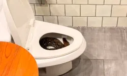 Bir evin tuvaletinden dev piton çıktı