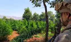 Diyarbakır'da 12 milyon 389 bin kök kenevir ele geçirildi