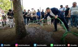 Devrilen çınar ağacı yerine yenisi dikildi