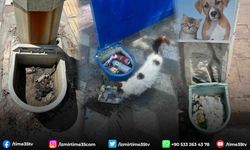 Kınık Belediyesi'nin mama kapları çöp kovasına döndü!