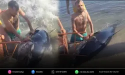 Orkinos kıyıya vurdu, vatandaşlar sandalye ile müdahale etti!
