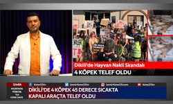 Dikili Belediyesi'nin ihmali sonucu 4 sokak hayvanı telef oldu