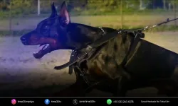 Dobermanı öldüren polise ceza yok! Mahkeme 'meşru müdafaa’ dedi