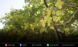 Superior Seedless üzümü ihracat yolculuğuna başladı