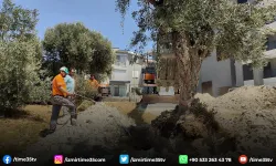 Kuşadası Belediyesi zeytin ağaçlarını yaşatıyor