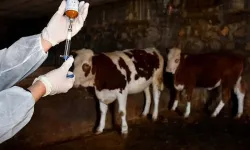 Tarım ve Orman Bakanlığı'ndan şap hastalığı açıklaması