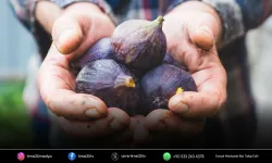 Taze incir ihracatında 2025 yılı hedefi 100 milyon dolar