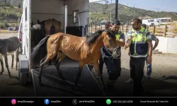 Buca'daki haralara terk edilen sahipsiz atlar Pako'da