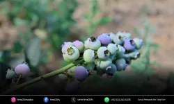İzmir’in ilk toprağa dikim yaban mersini hasat edildi